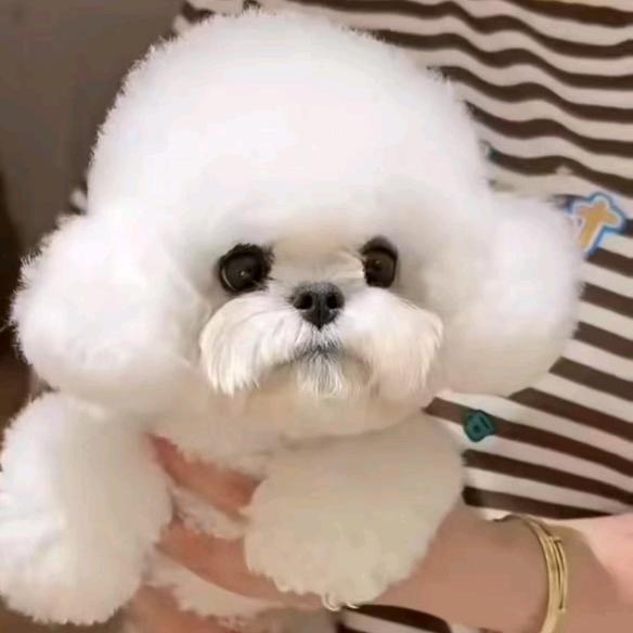 大同宠物韩版比熊犬舍