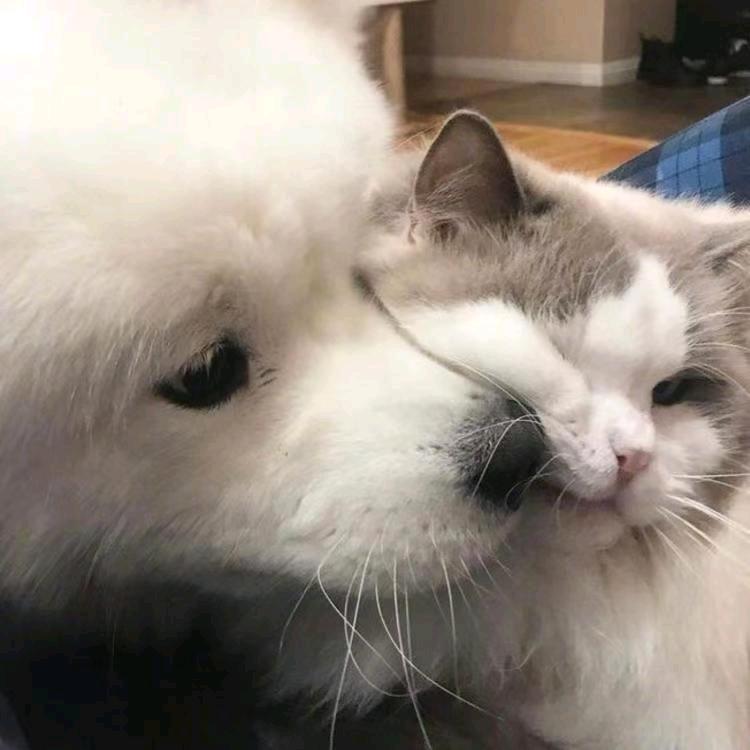 不吃香菜芹菜和酸菜.