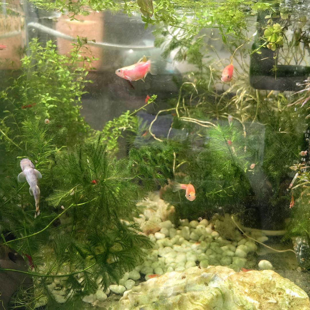 虚想仙