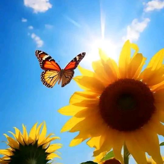 大月亮🌙的星★