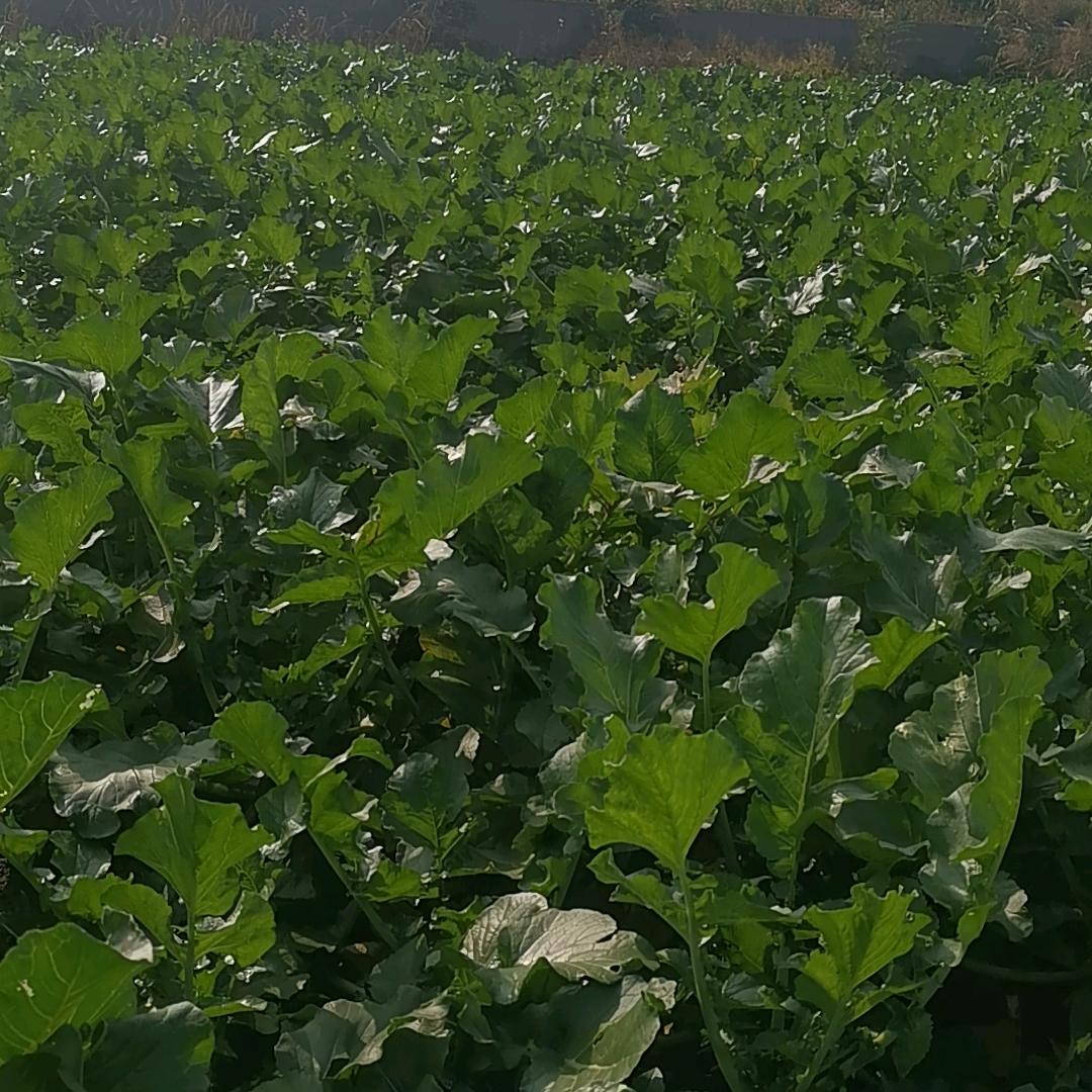 饭否同城仓储批发