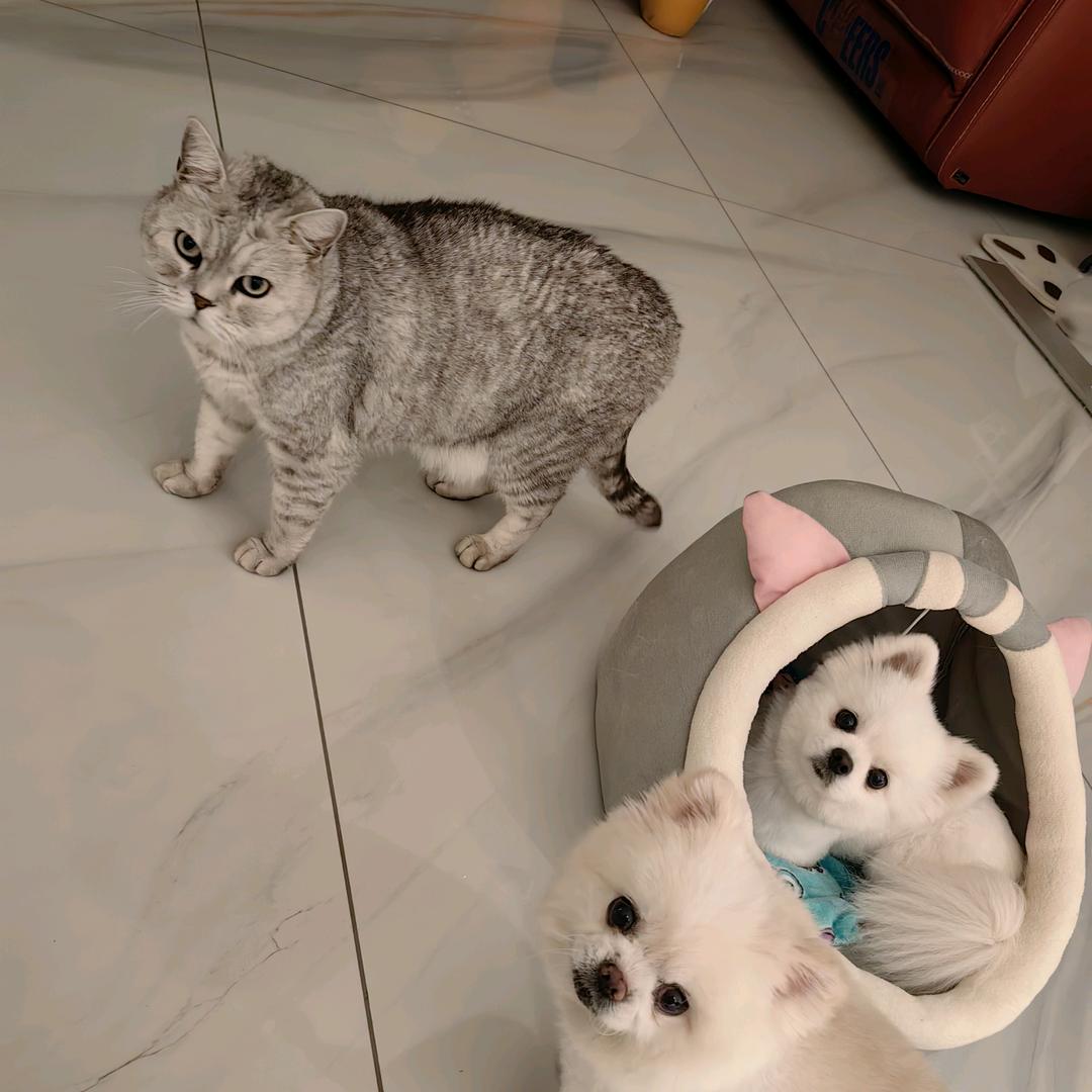 一个藤上七朵花