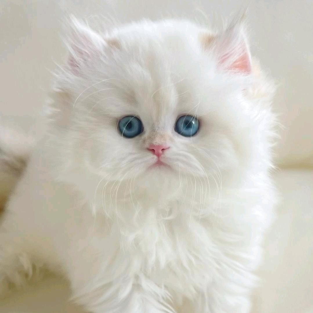 Simran希姆兰猫舍（直播号）