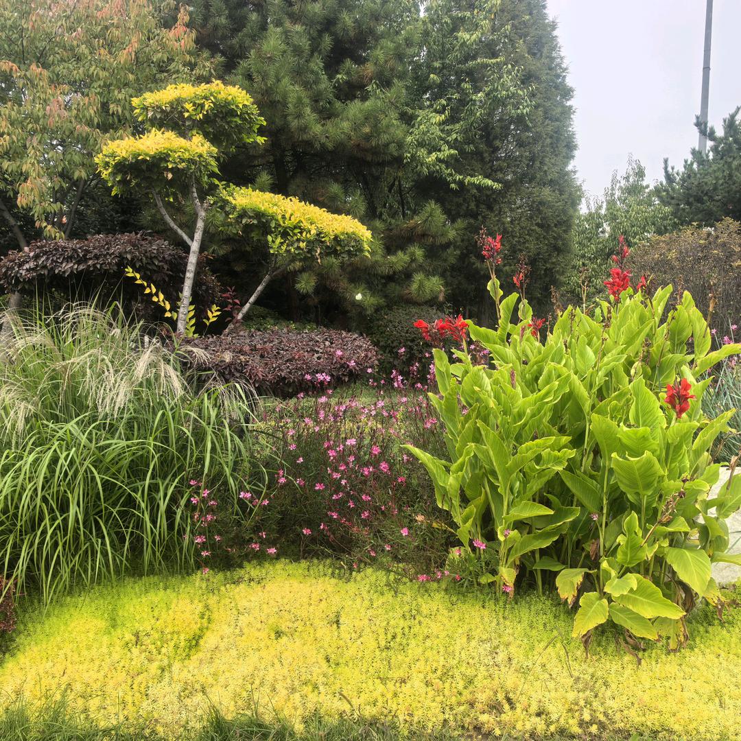 芳桦