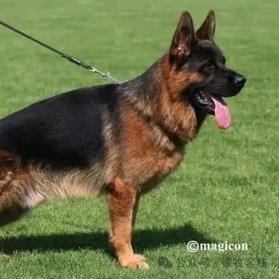 延安德牧大队长