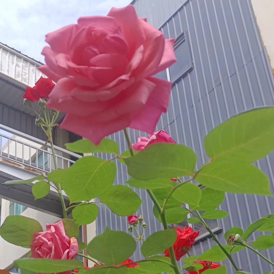 梅花