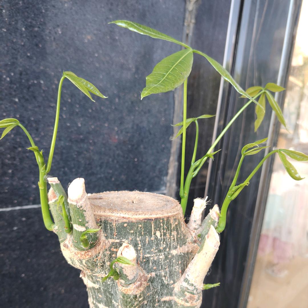 王金华