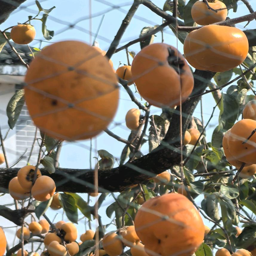 总忆当初年少时