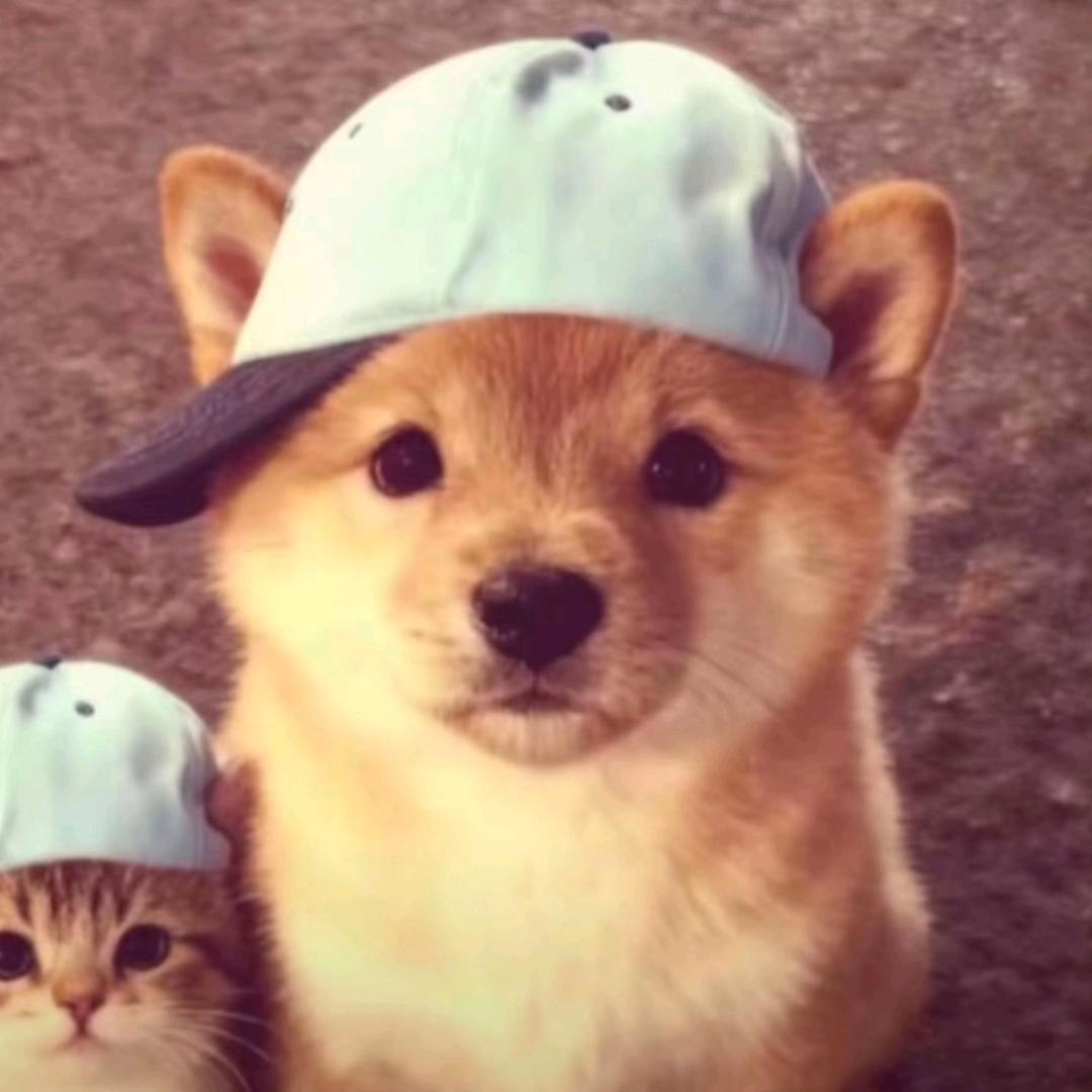 超级无敌霸王龙