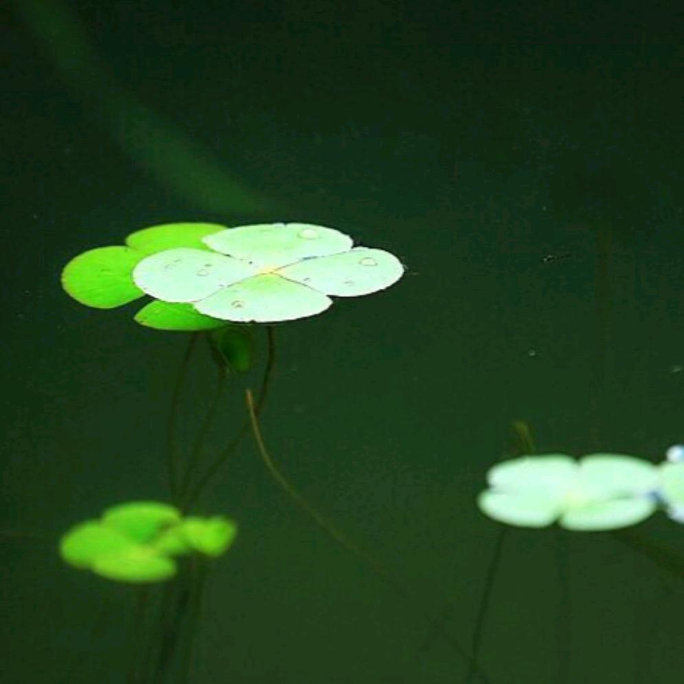 浮萍（直播学习中）