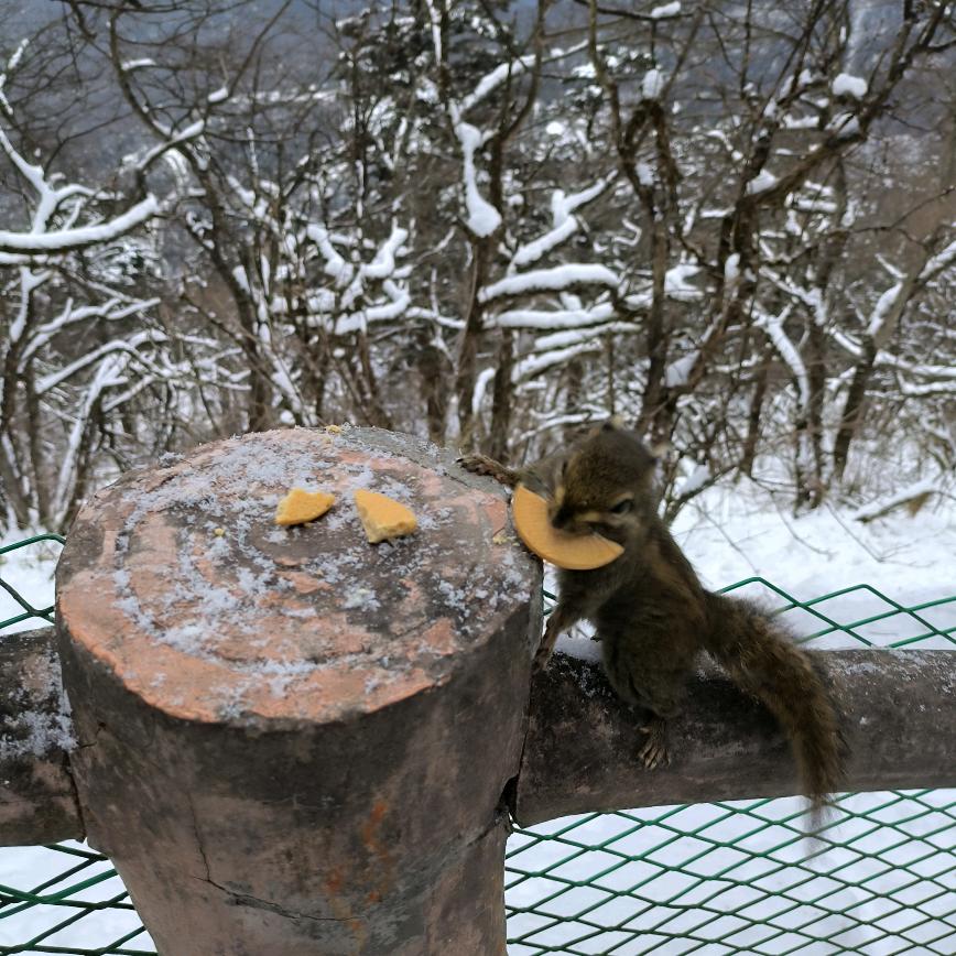 松果