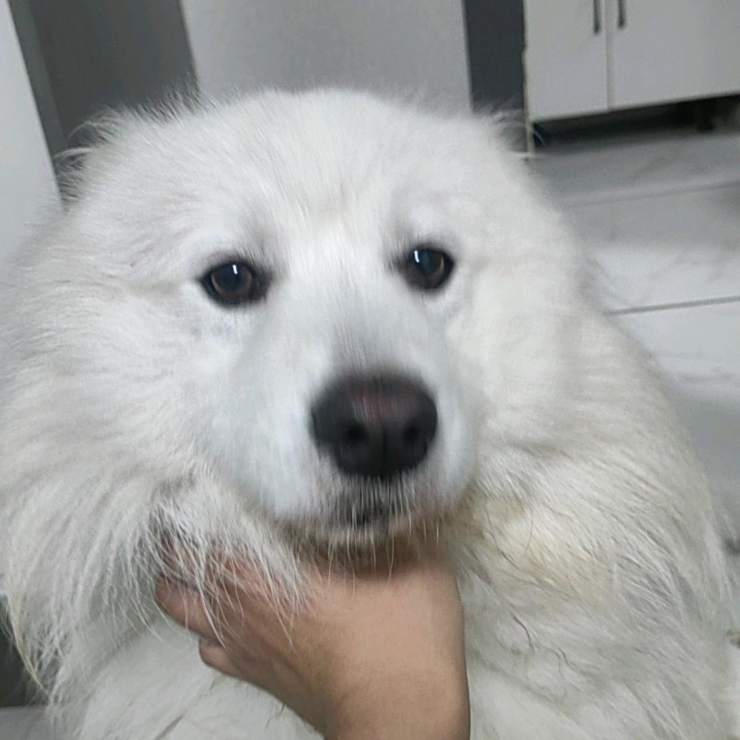 小明