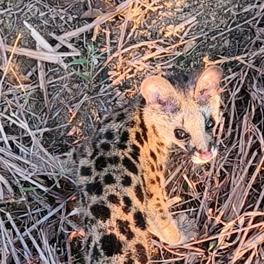 (՞•Ꙫ•՞)ﾉ????