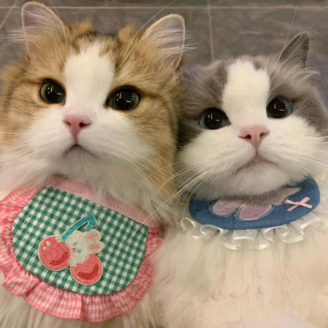 探灵练习生（阿颖）