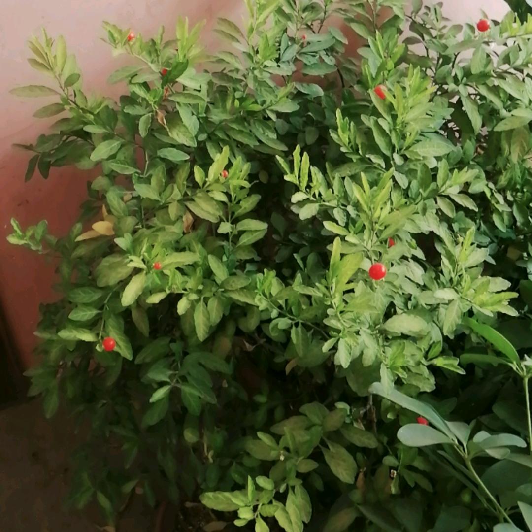 清清