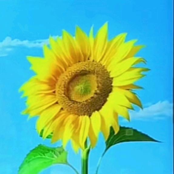 红梅🧚‍♀️🌺