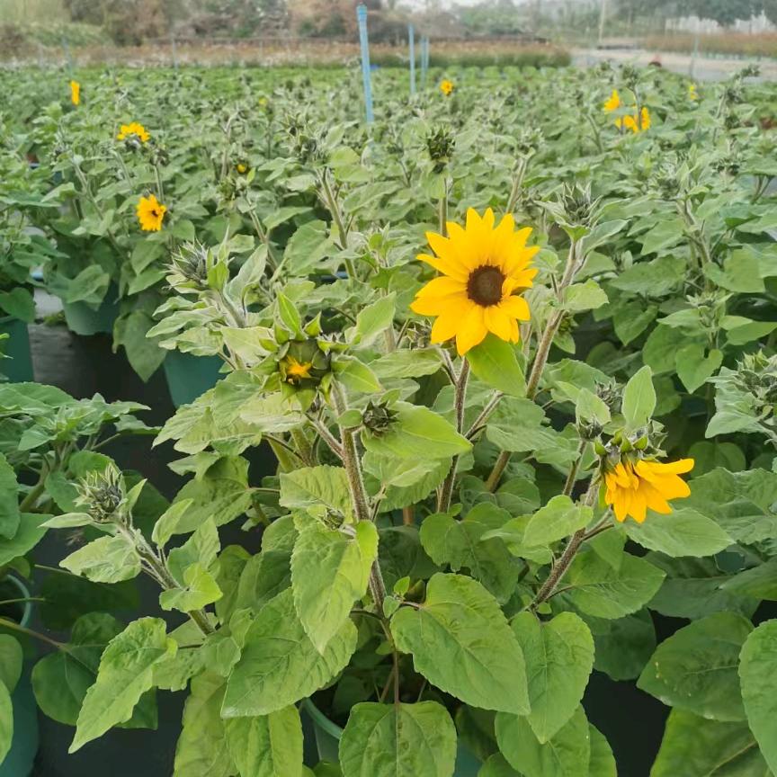 鸿业园艺（花境植物，柠檬盆栽果苗）