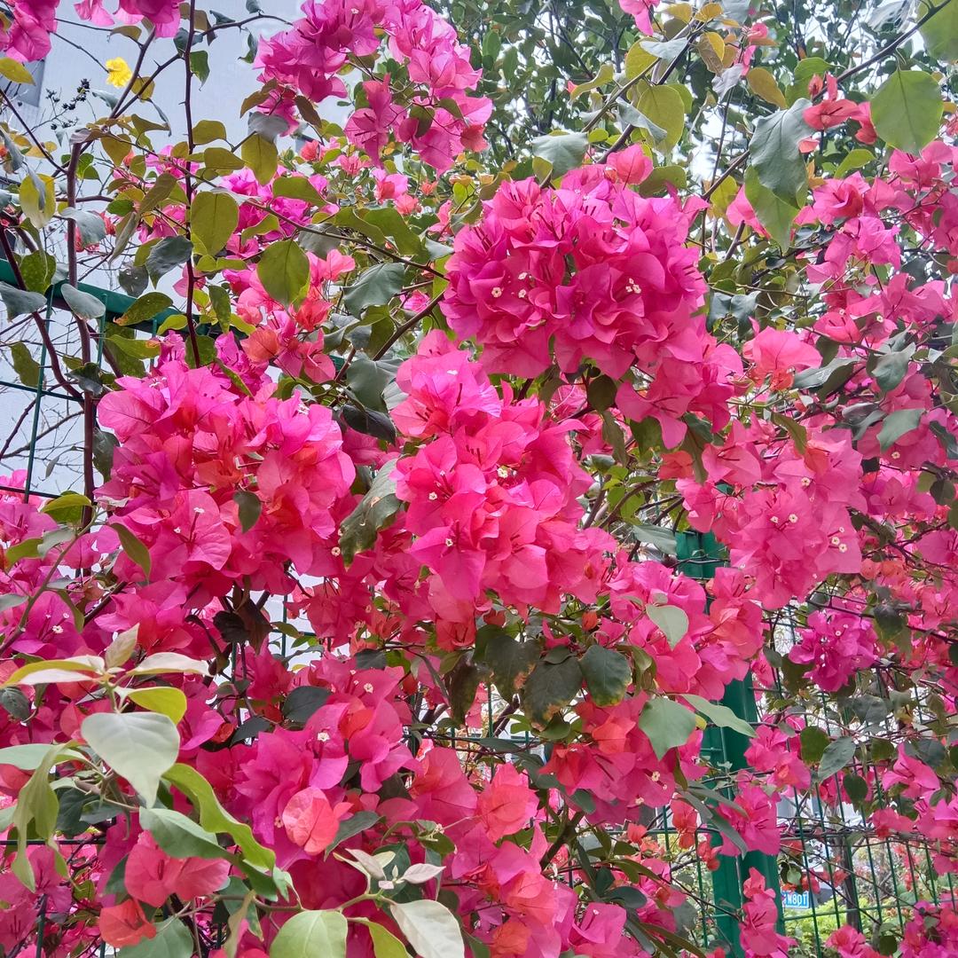 香兰。