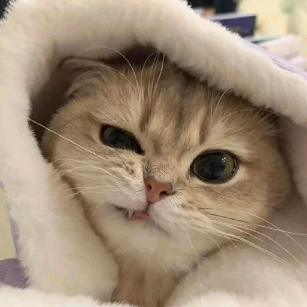 脚滑の兔子 ₍ᐢ..ᐢ₎♡