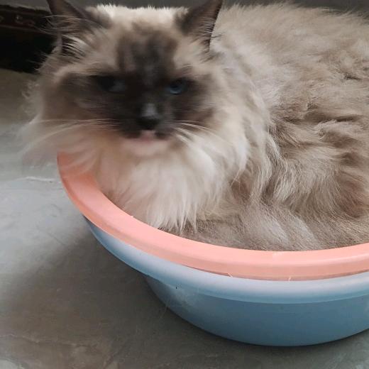 ✨💕ꦿ᭄波✨༉ᩚ᭄