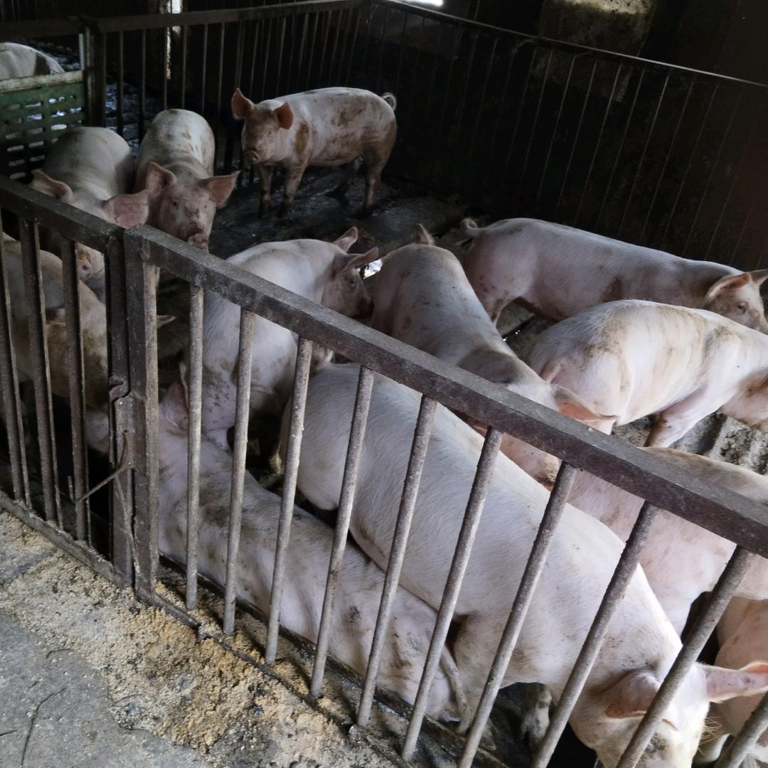 养猪人的好日子要来了