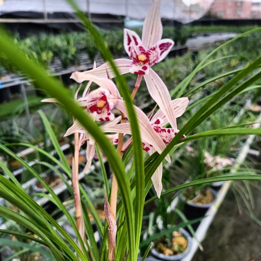 兰花搬运工峰云兰苑小号