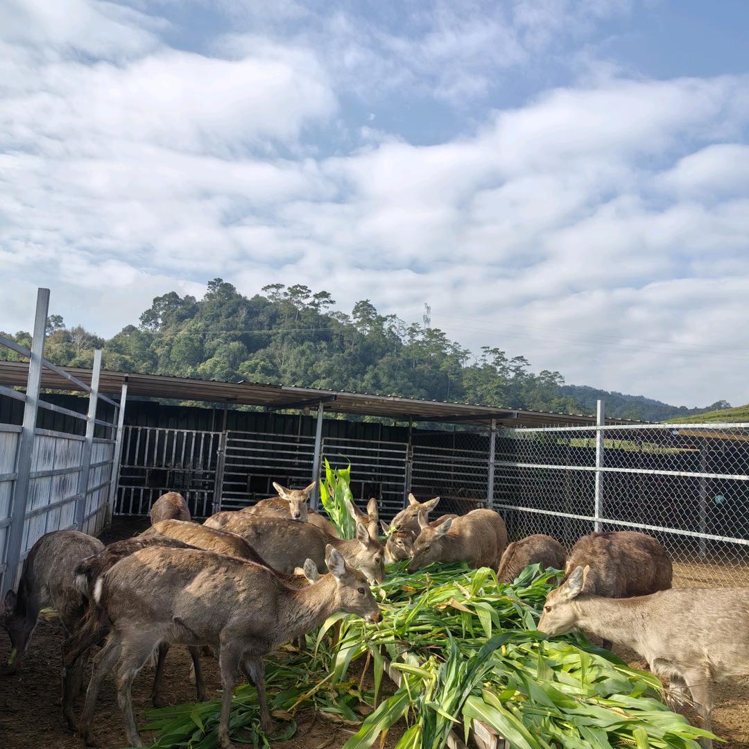 云南西双版纳小鹿保姆