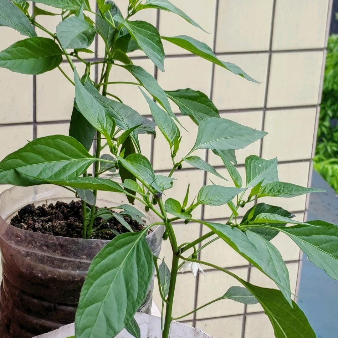 猴哥，喜欢麻辣小面