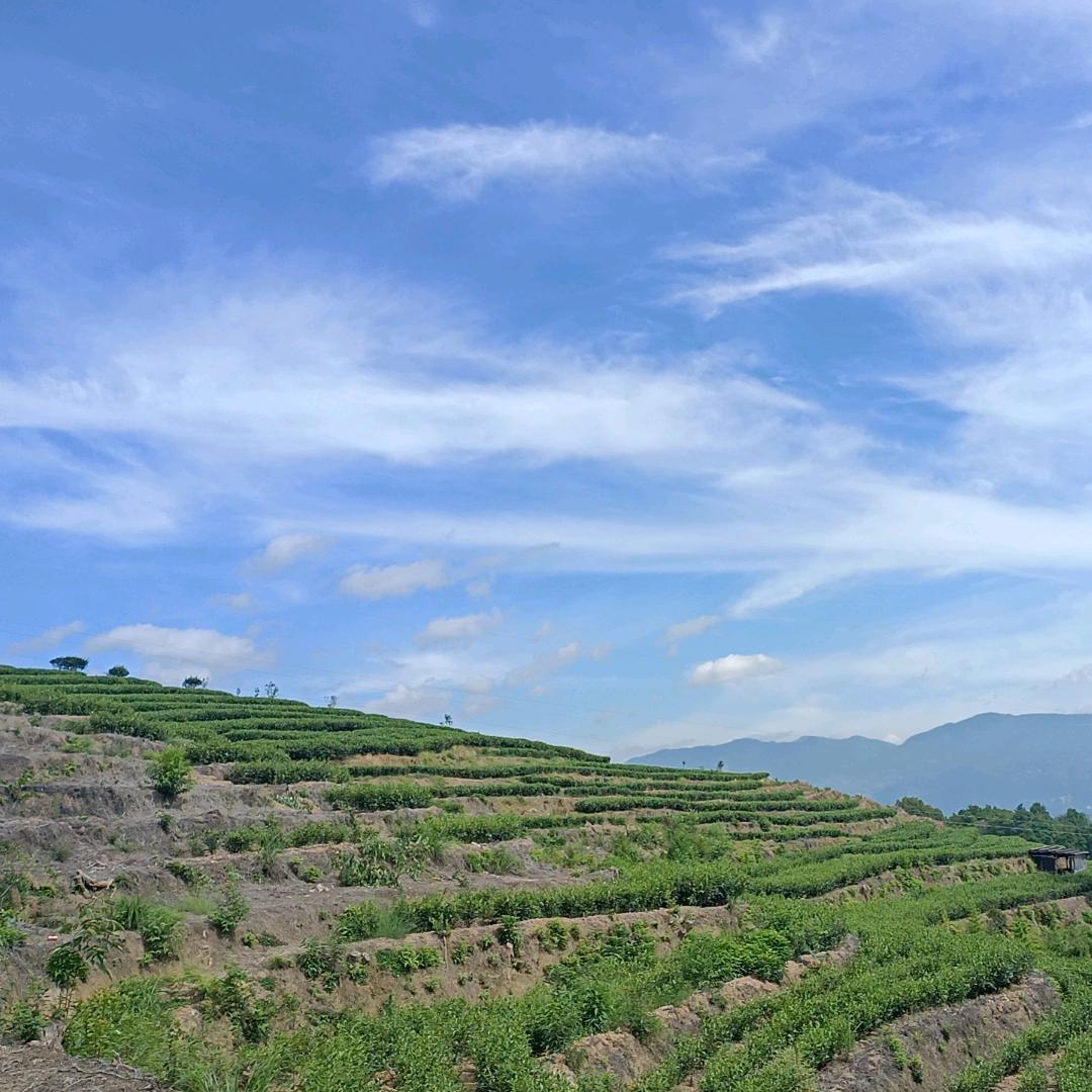 行山问茶