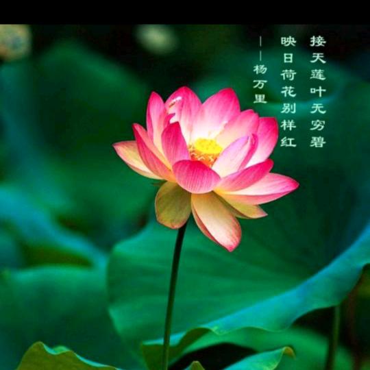 禅心(静心版)