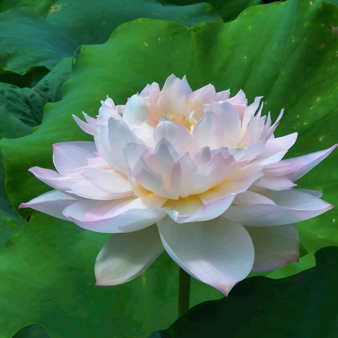 静悟修