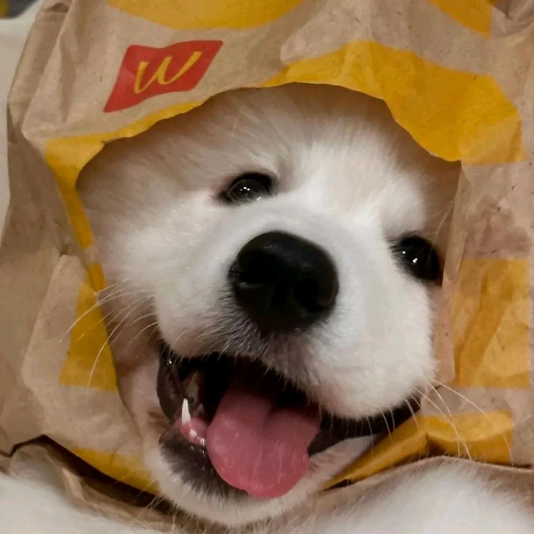cf小郑