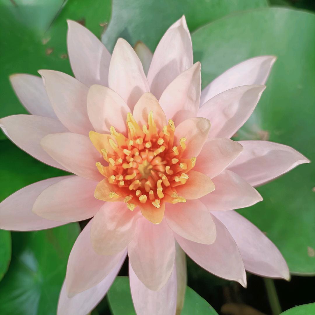 莫荣花开