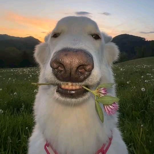 那个女人爱放屁