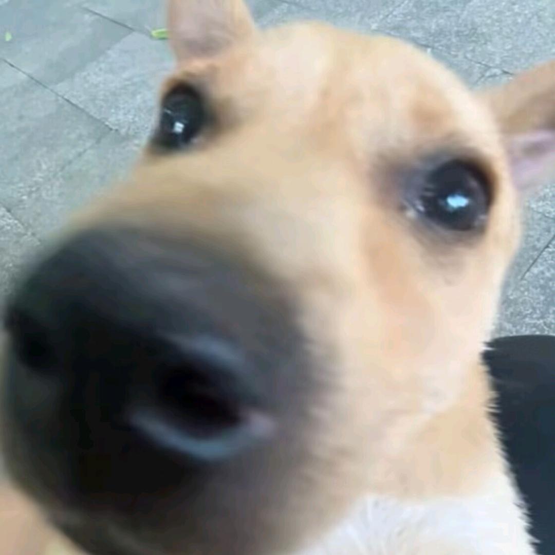 东北大酱
