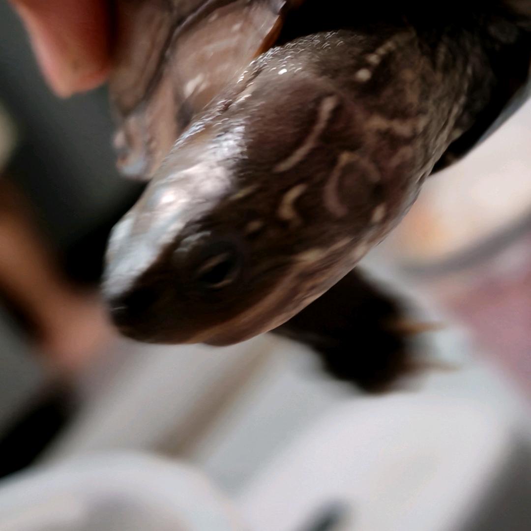 小🐢🐢日常（棕棕）