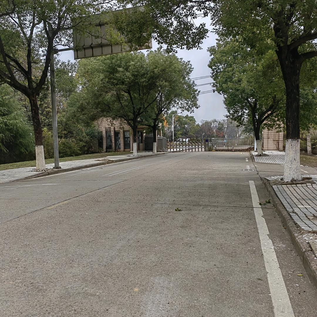 杨文