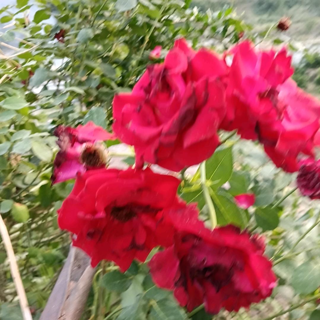 (春华秋实）❤️