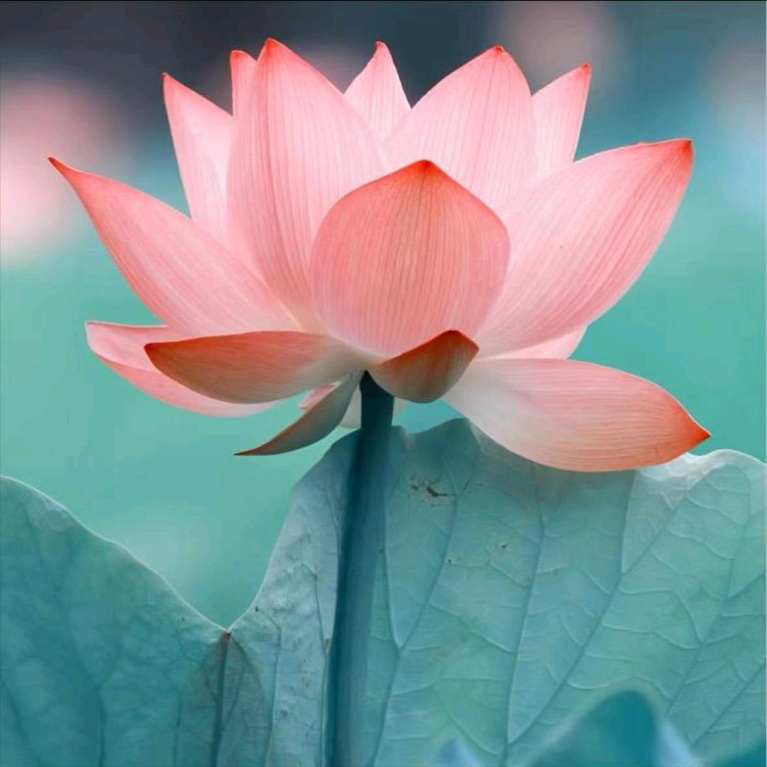 小鹿同学_