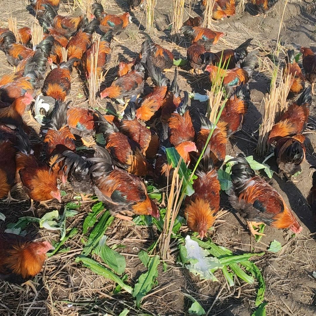 乡村☞土特产☞☞鸡哥