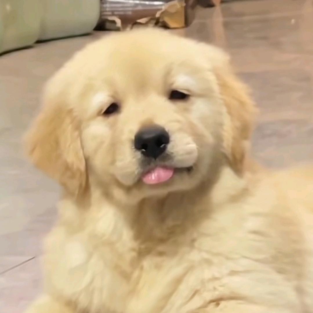 拥有铂智的小姐姐