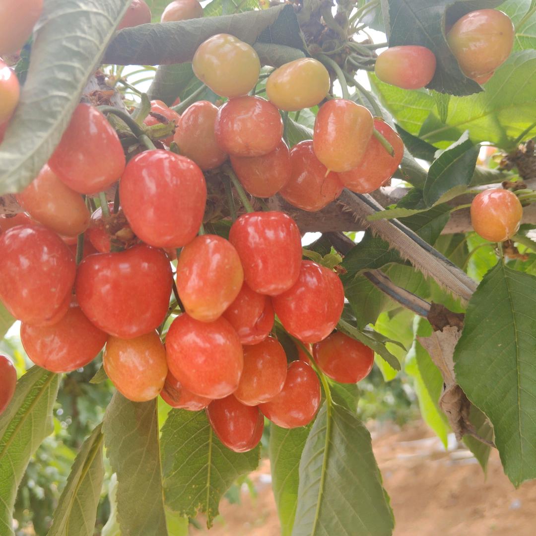 道山大樱桃🍒！