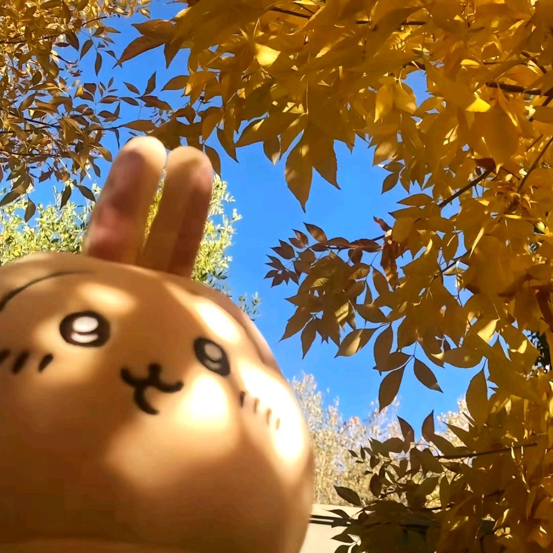 鸡排