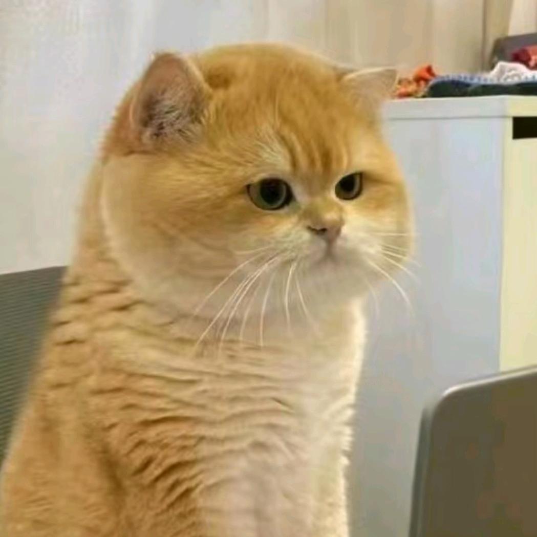慵懒的大肥猫