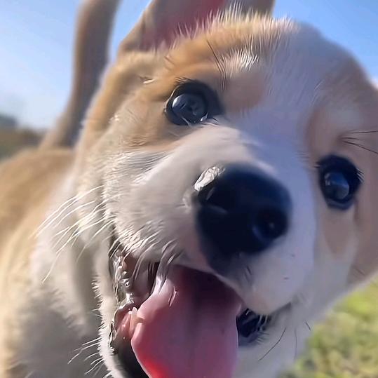 香蕉你个布呐呐