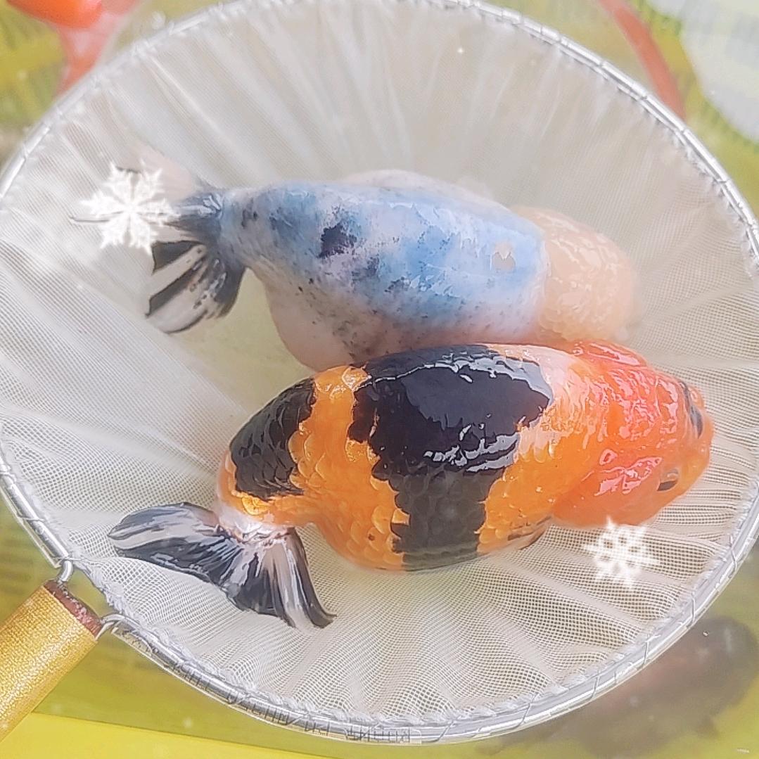 兰寿精灵