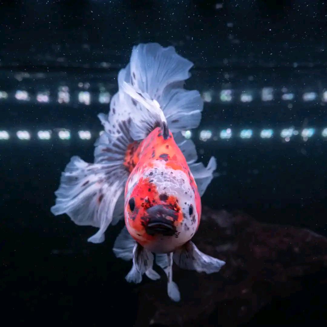 旭坤水族馆