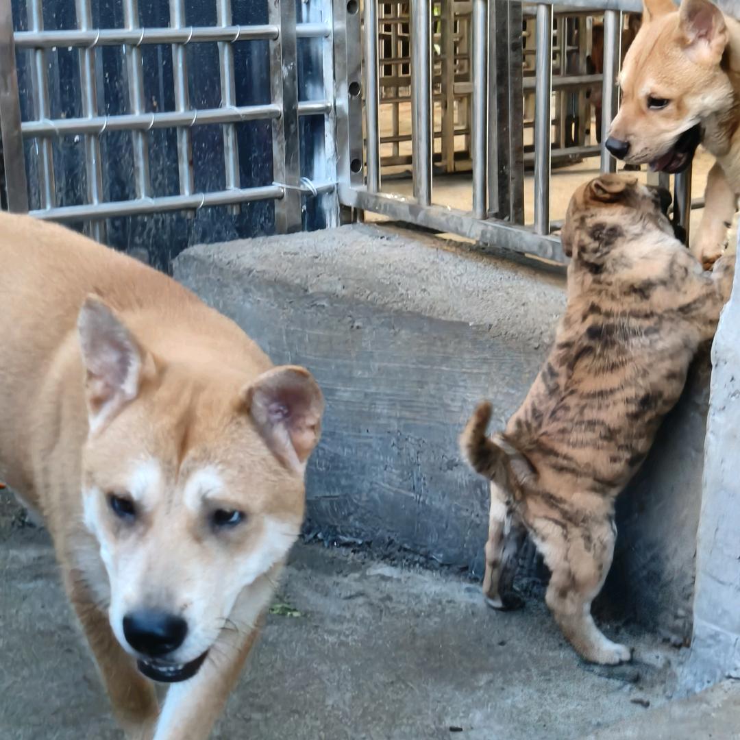 上饶田园犬舍