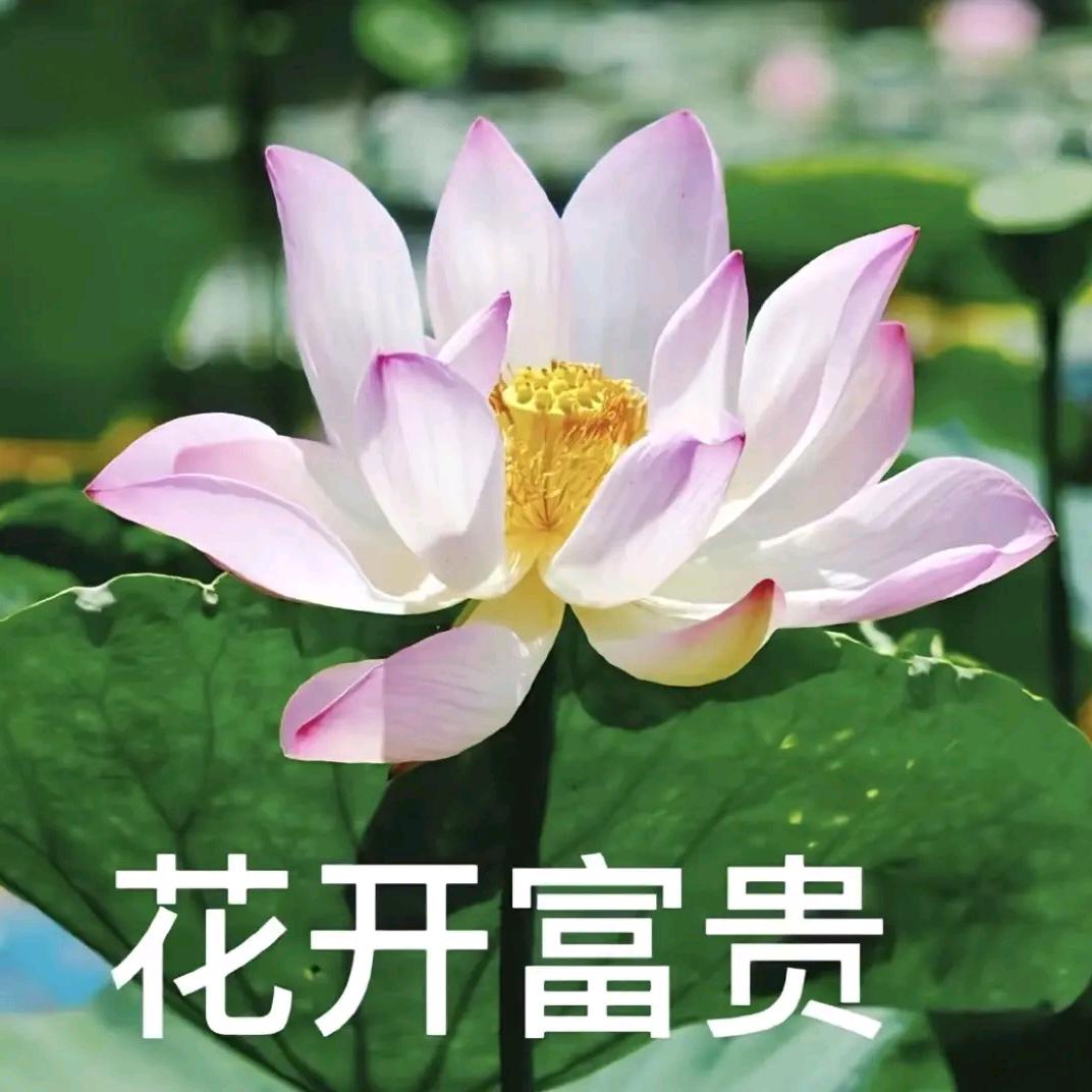 前程似锦