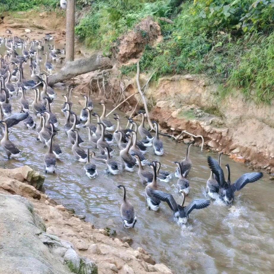 徐老板（茶山农场）